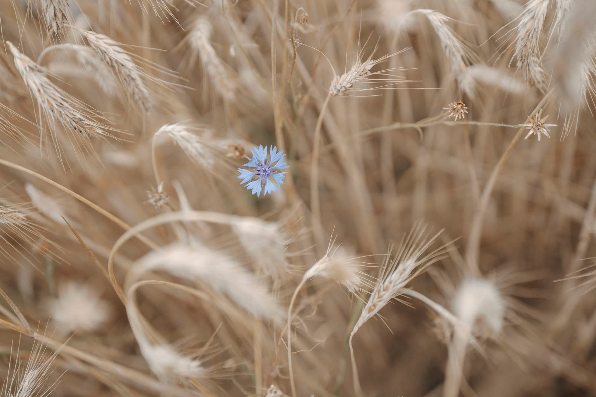 Einzelne blaue Kornblume in einem goldenen Ährenfeld – Naturdetail